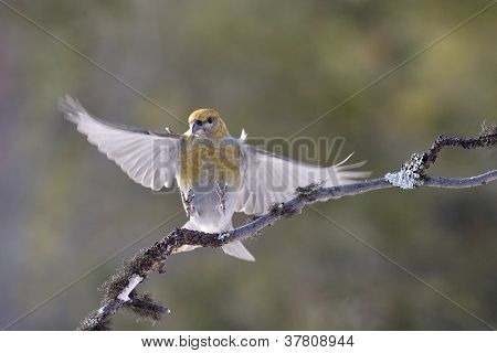 Grosbeak