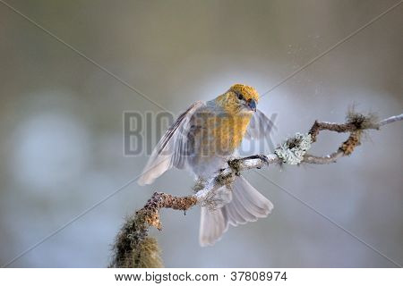 Grosbeak