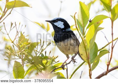 A Blue Faced Male Superb Fairy-wren Sitting On A Green Branch