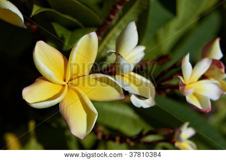 ดอกไม้บ้าน Plumeria อย่างใกล้ชิด