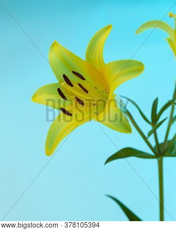 A Yellow Asiatic Lily Lillium Flower With Green Stem And Leaves On A Blue Background.