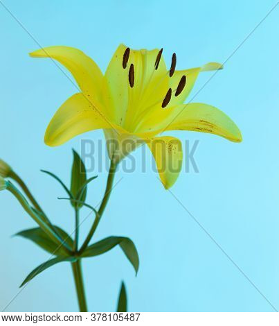 A Yellow Asiatic Lily Lillium Flower With Green Stem And Leaves On A Blue Background.