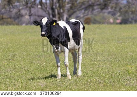 Black And White Dairy Cow Grazing In A Green Field Of Grass