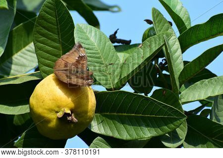 A Butterfly Sitting On Yellow Tasty Fresh Guava Fruit