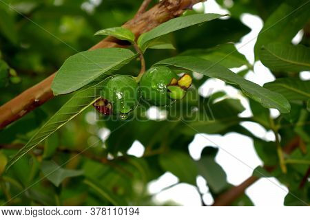 Green Tasty Fresh Guava Fruits Good For Health