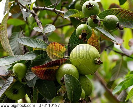 Green Tasty Fresh Guava Fruits Good For Health