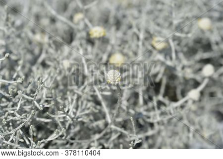 Silver Cushion Bush - Latin Name - Calocephalus Brownii