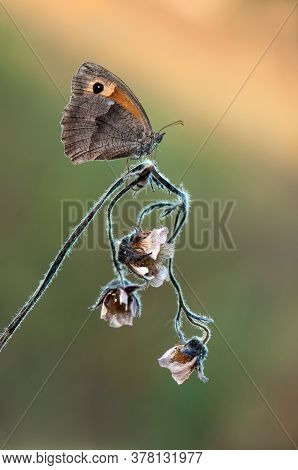 Butterfly Hyponephele Lycaon Sits On A Blade Of Grass In The Meadow Before Sunset