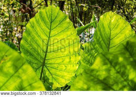 green alocasia odora leaf in the outdoor of city