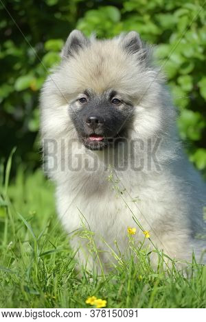 Keeshond Wolfspitz Puppy Happy In Summer
