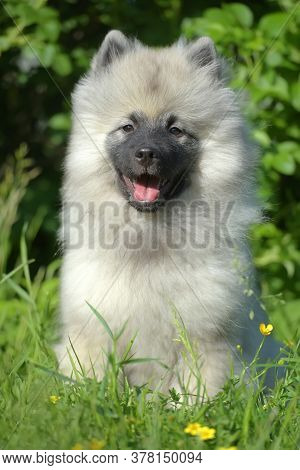 Keeshond Wolfspitz Puppy Happy In Summer