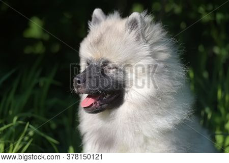 Keeshond Wolfspitz Puppy Happy In Summer