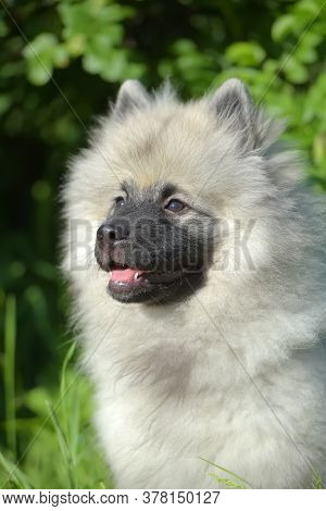 Keeshond Wolfspitz Puppy Happy In Summer