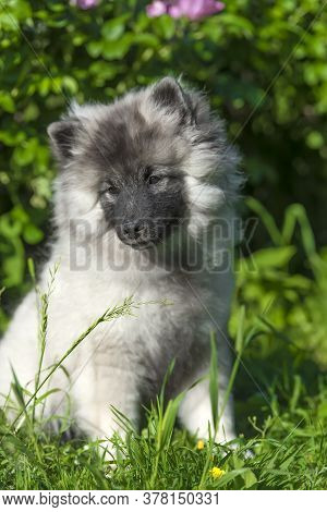 Keeshond Wolfspitz Puppy Happy In Summer