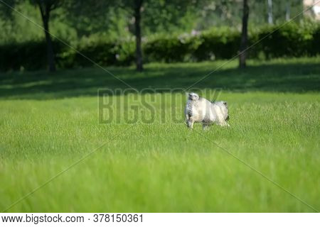 Keeshond Wolfspitz Puppy Running
