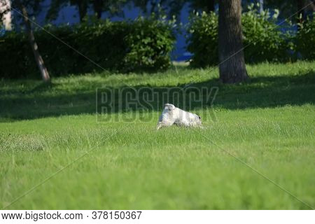 Keeshond Wolfspitz Puppy Running