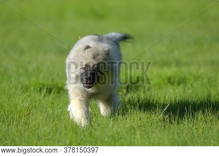 Keeshond Wolfspitz Puppy Happy Running Through The Grass