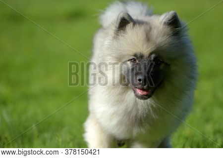 Wolfspitz Puppy Happy Running Through The Grass