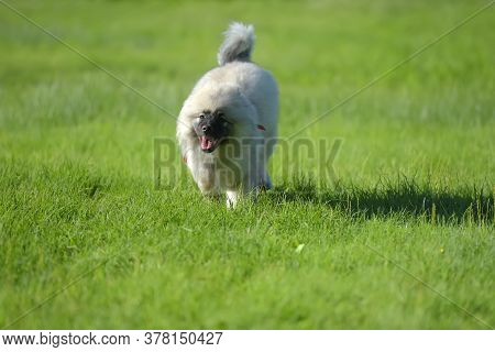 Keeshond Wolfspitz Puppy Running