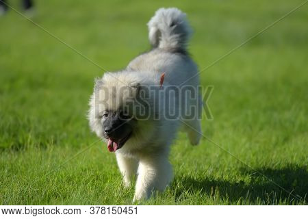 Keeshond Wolfspitz Puppy Running