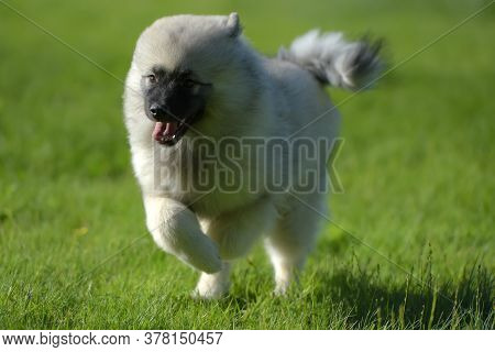 Wolfspitz Puppy Happy Running Through The Grass