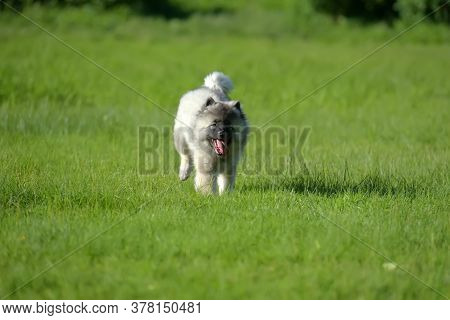 Keeshond Wolfspitz Puppy Running