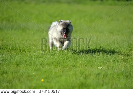 Keeshond Wolfspitz Puppy Running