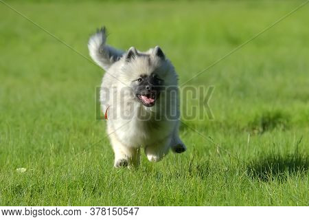 Wolfspitz Puppy Happy Running Through The Grass