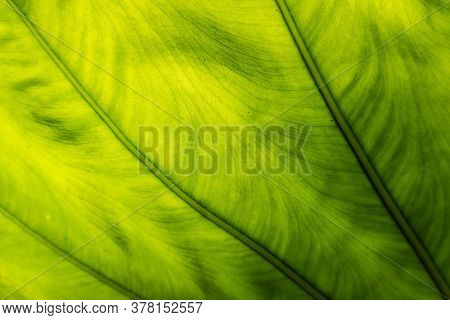 green alocasia odora leaf in the outdoor of city