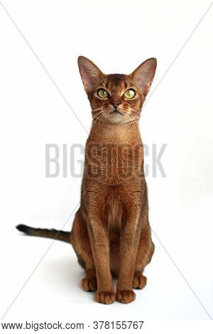 The Beautiful Abissinian Cat Is Posing Proudly