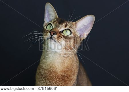 The Beautiful Abissinian Cat Is Staring Up