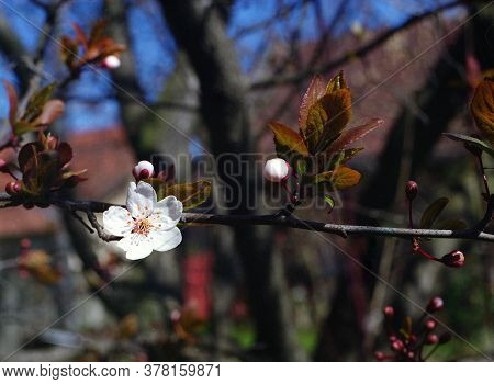 White Plum Flowers Blooming On Branch Of Tree