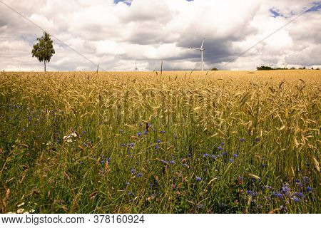 Grainfield, Tree And Wind Energy On Sunny Day