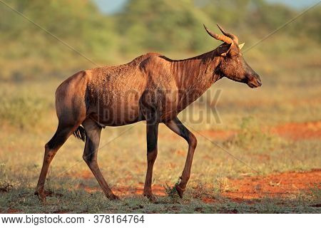 Rare tsessebe antelope (Damaliscus lunatus) in natural habitat, Mokala National Park, South Africa