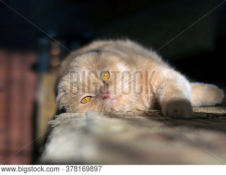 A Fluffy Cat Scottishfold  Lit By The Sun