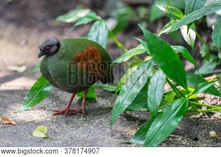 The Crested Partridge, Rollulus Rouloul, Also Known As The Crested Wood Partridge, Roul-roul, Red-cr