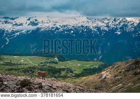 Steinbocks On The Mount Montasio In The Julian Alps, In A Summer Day