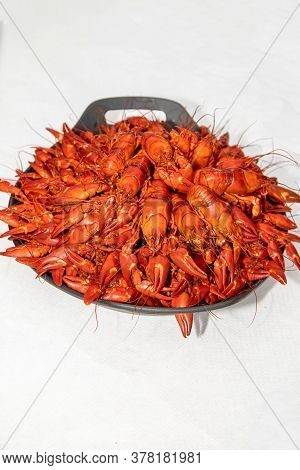 A Lot Of Cooked Signal Crayfish, Pacifastacus Leniusculus, Ready To Eat