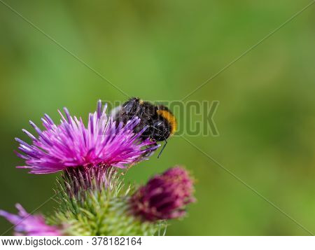 Close-up Of Humblebee On Purple Thistle Blossom