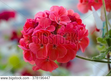 Luxurious Pelargonium Flowers Decorate The Garden Gazebo And Window Sills For A Beautiful View In Su