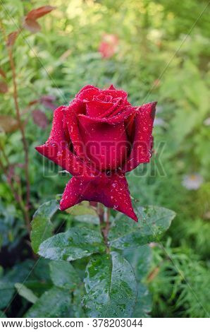Red Rose Black Magic Blooming In Roses Garden