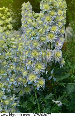 Delphinium Crystal Delight