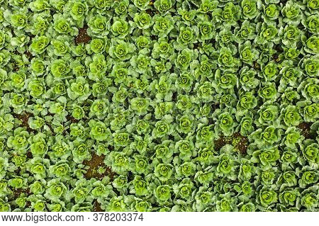 Cabage Crops In Rows On The Field On Summer Day. Aerial Agriculture Background
