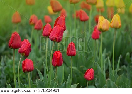 Red Spring Blooming Tulip Parad Field