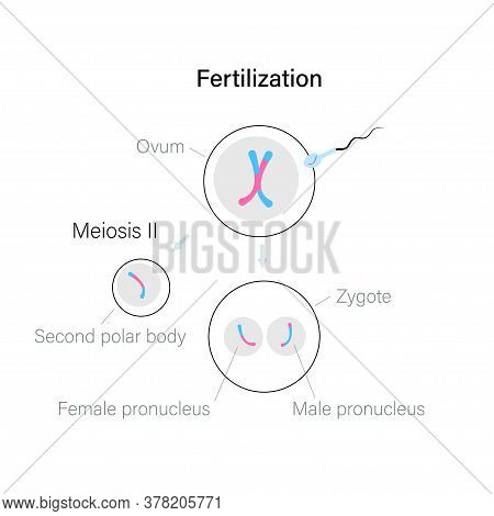 Fertilization And Cell Division. Ovum And Zygote Illustration. Dna Replication And Human Reproductiv