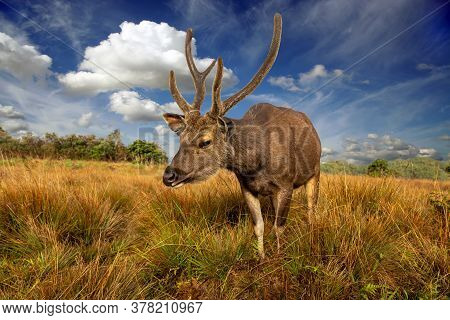 Deer On A Background Of Beautiful Sky And Clouds. In The Background Is A Forest And A Tree. A Sambar