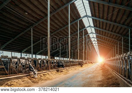 Cows For Milking In Farm. Dairy Cows In Modern Bar In Dairy Farm Cowshed.