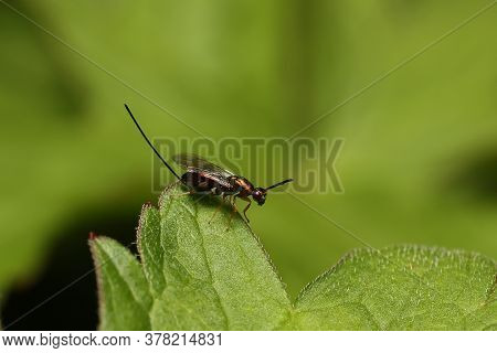 Chalcid Wasp (torymus Bedeguaris) Balancing On The Edge Of A Leaf.