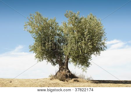 Olivovník na modré obloze
