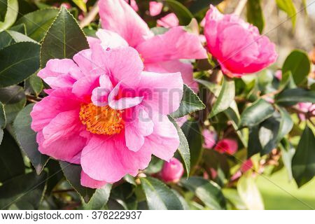 Detail Of Pink Camellia Sasanqua Flowers In Bloom With Blurred Background
